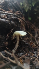Inocybe geophyllomorpha