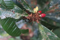 Erythroxylum macrophyllum