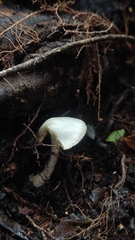 Inocybe geophyllomorpha