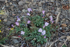 Clarkia lewisii