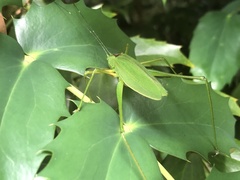 Shirakisotima japonica