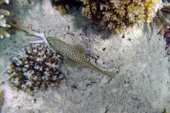 Epinephelus merra
