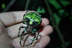 Araneus seminiger
