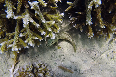 Epinephelus merra
