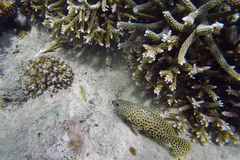 Epinephelus merra
