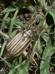 Polyphylla occidentalis