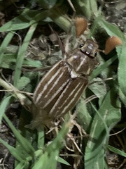 Polyphylla occidentalis