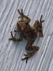 Pseudacris brachyphona