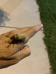 Polyphylla occidentalis