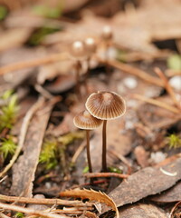Mycena albidofusca