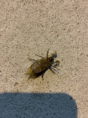 Polyphylla occidentalis