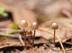 Mycena albidofusca