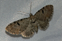 Eupithecia indistincta