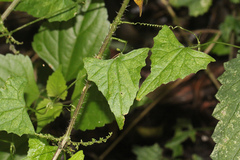 Zehneria cunninghamii