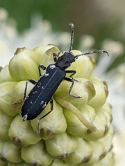 Ischnomera nigra