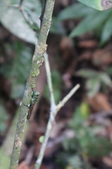 Coscineuta pulchripes