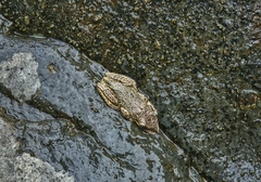 Triprion spatulatus