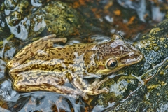 Triprion spatulatus