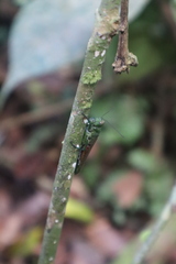 Coscineuta pulchripes