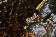 Triprion spatulatus