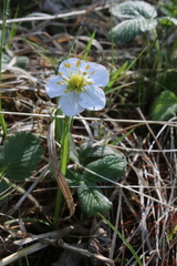 Fragaria orientalis