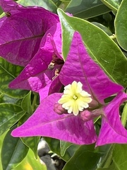 Bougainvillea