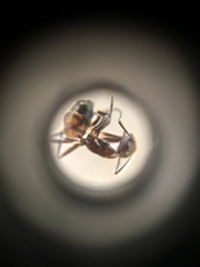 Proformica