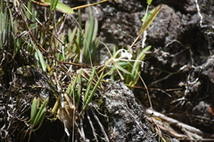 Brassavola nodosa