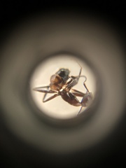 Proformica