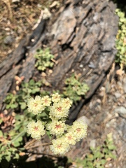 Oligogonum