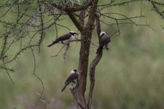 Eurocephalus ruppelli