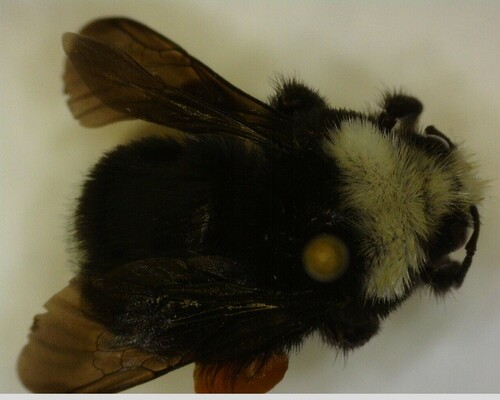 iNaturalist observation photo of Pyrobombus
