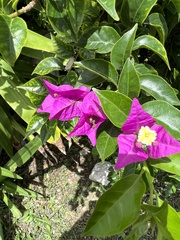 Bougainvillea