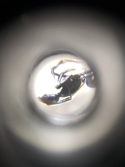 Camponotus pseudoirritans