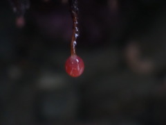 Ectopleura marina