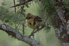 Trachyphonus darnaudii usambiro