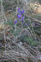 Astragalus davuricus