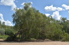 Melaleuca fluviatilis
