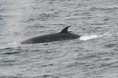 Balaenoptera borealis