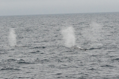 Balaenoptera borealis