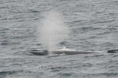 Balaenoptera borealis