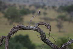Eurocephalus ruppelli
