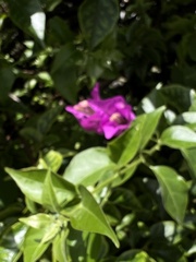Bougainvillea