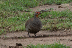 Pternistis rufopictus