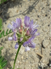 Astragalus alpinus