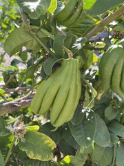 Citrus medica sarcodactylis