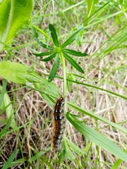 Diacrisia purpurata