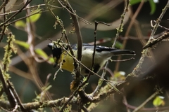 Machlolophus holsti