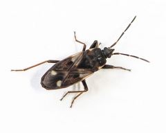 Eremocoris borealis