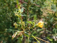 Sesbania cannabina